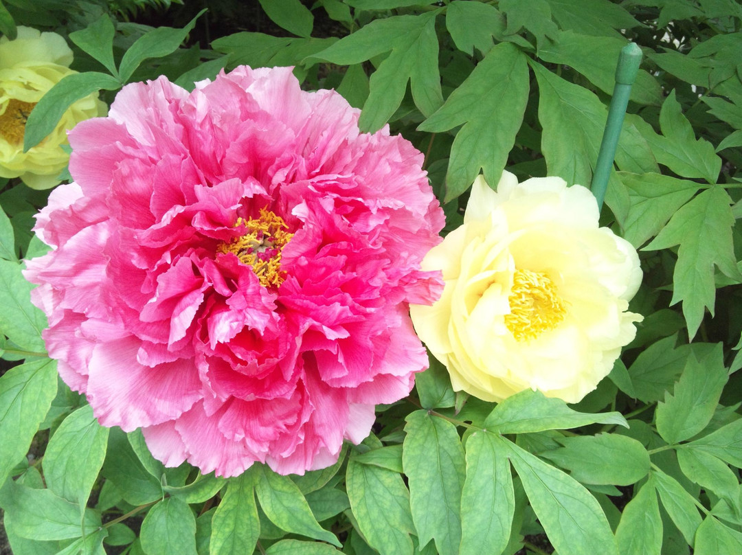 Mobara Peony Garden