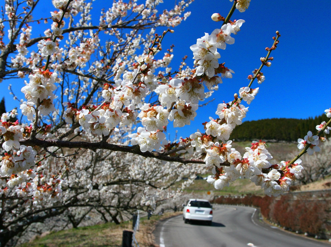 Hitoyoshi Plum Garden景点图片