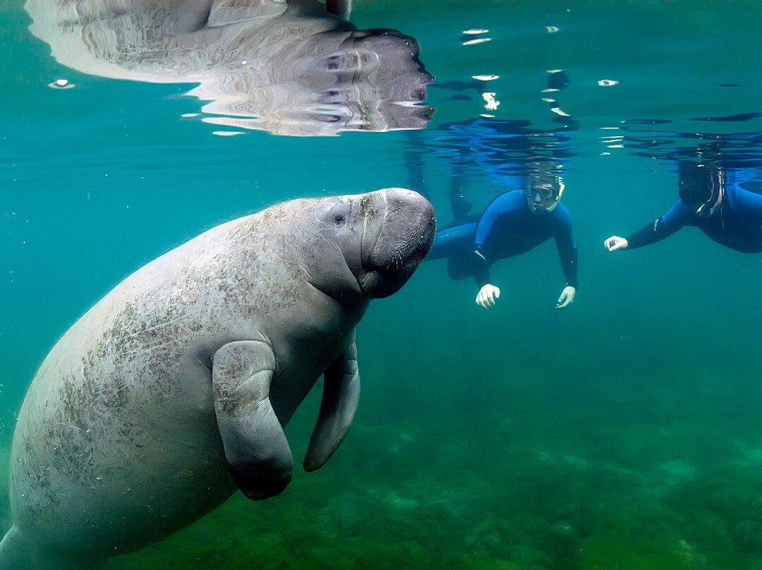 Fun 2 Dive Manatee Tours