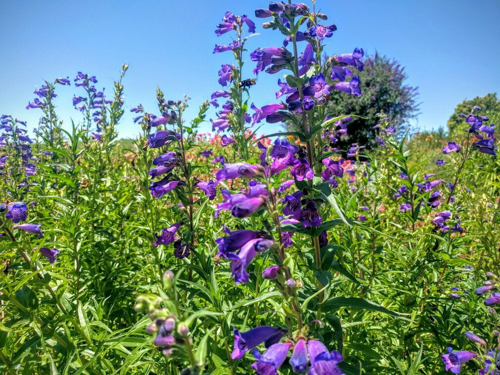 Amador Flower Farm景点图片