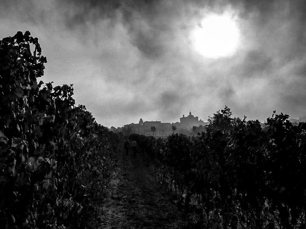 Azienda Vitivinicola Marengo Mauro