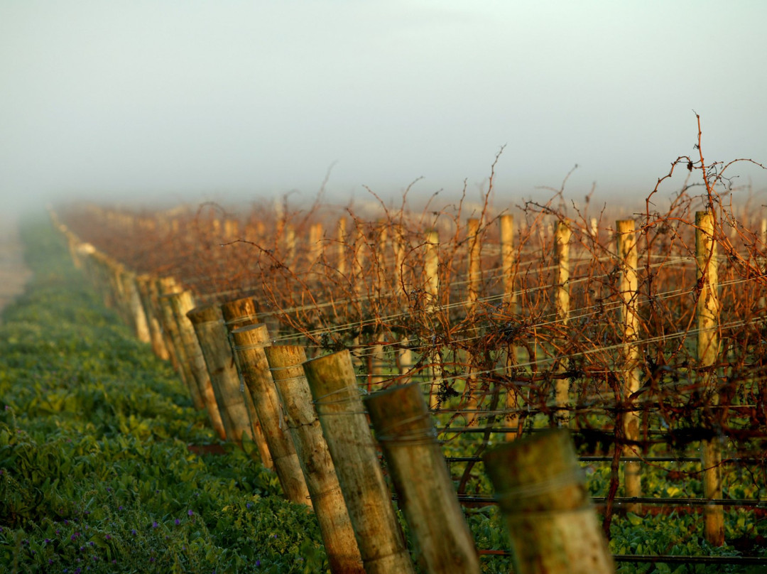 Kirrihill Wines-克莱尔必去景点