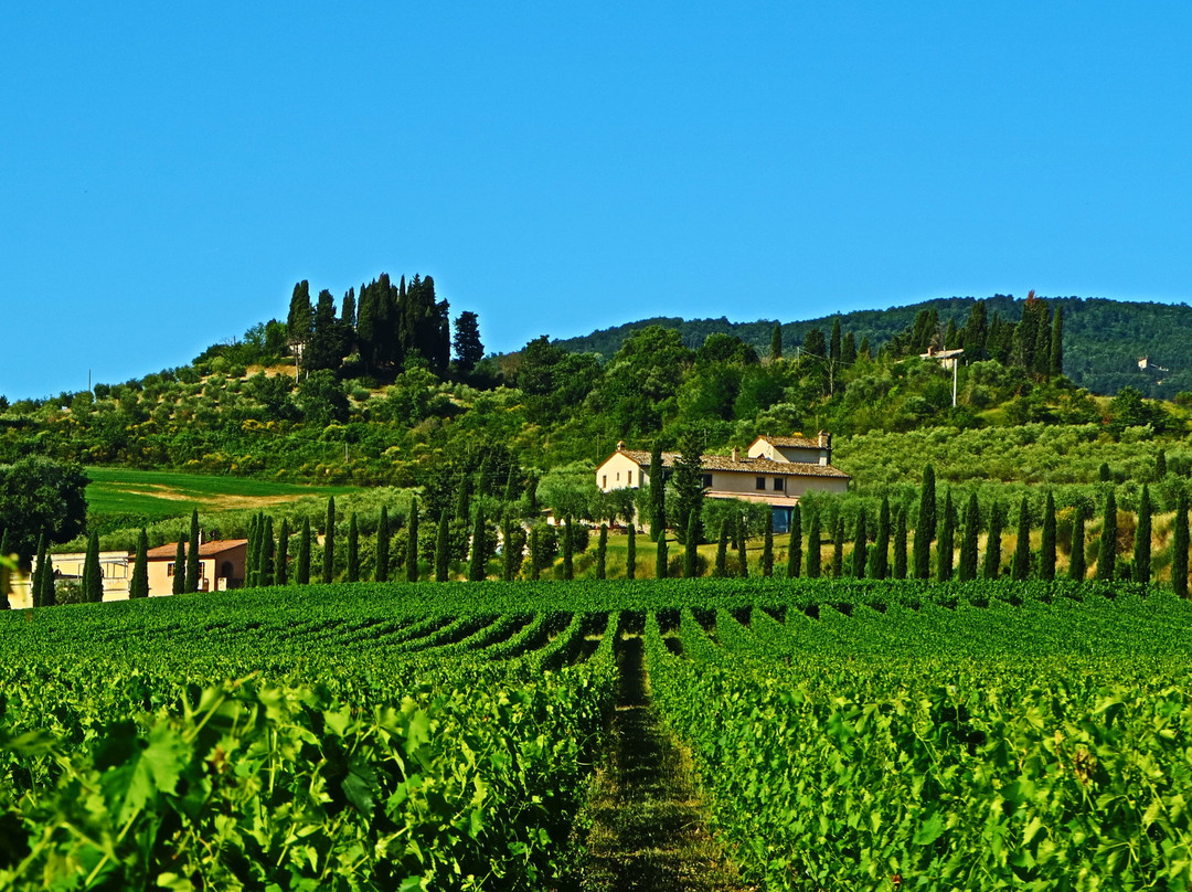 Olivi Le Buche Winery景点图片