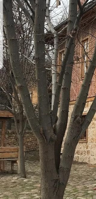 Yasayan Koy Muze Otel主图
