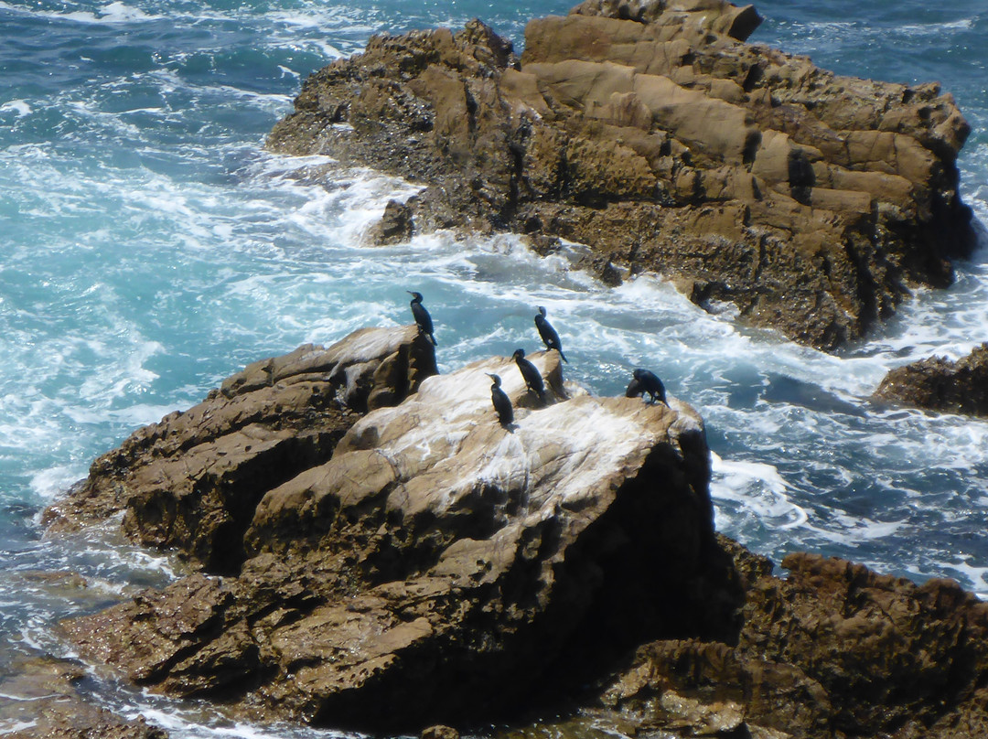 Ocean Parade Lookout Dalmeny景点图片
