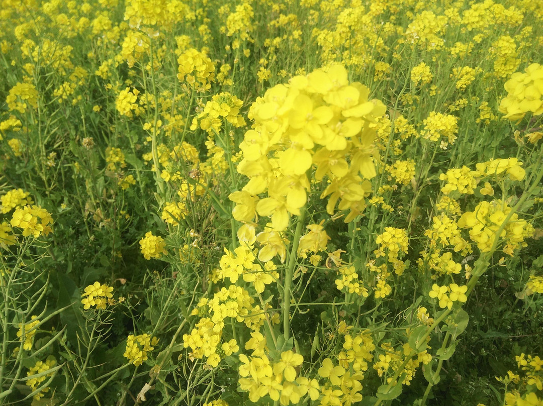 Minamino Cherry Blossom and Nanohana Festival-南伊豆町必去景点