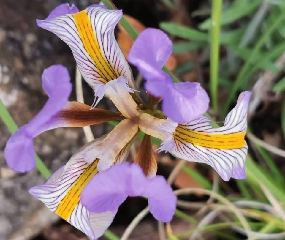 Karaincir Suit Otel主图