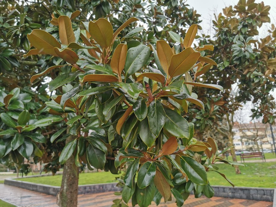 Parque Colon-马亚达洪达必去景点