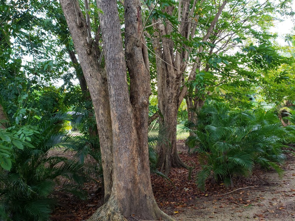 Pterocarpus Forest - Palmas del Mar景点图片