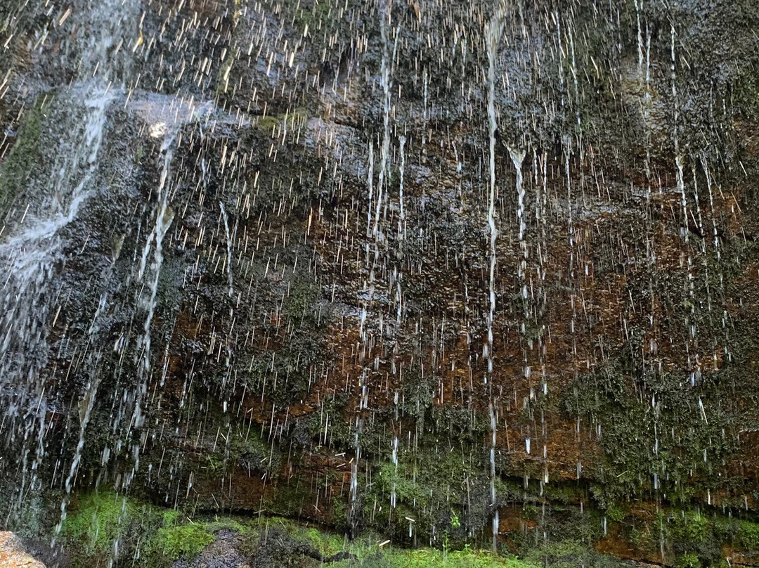 Ferntree Falls-Buangor必去景点