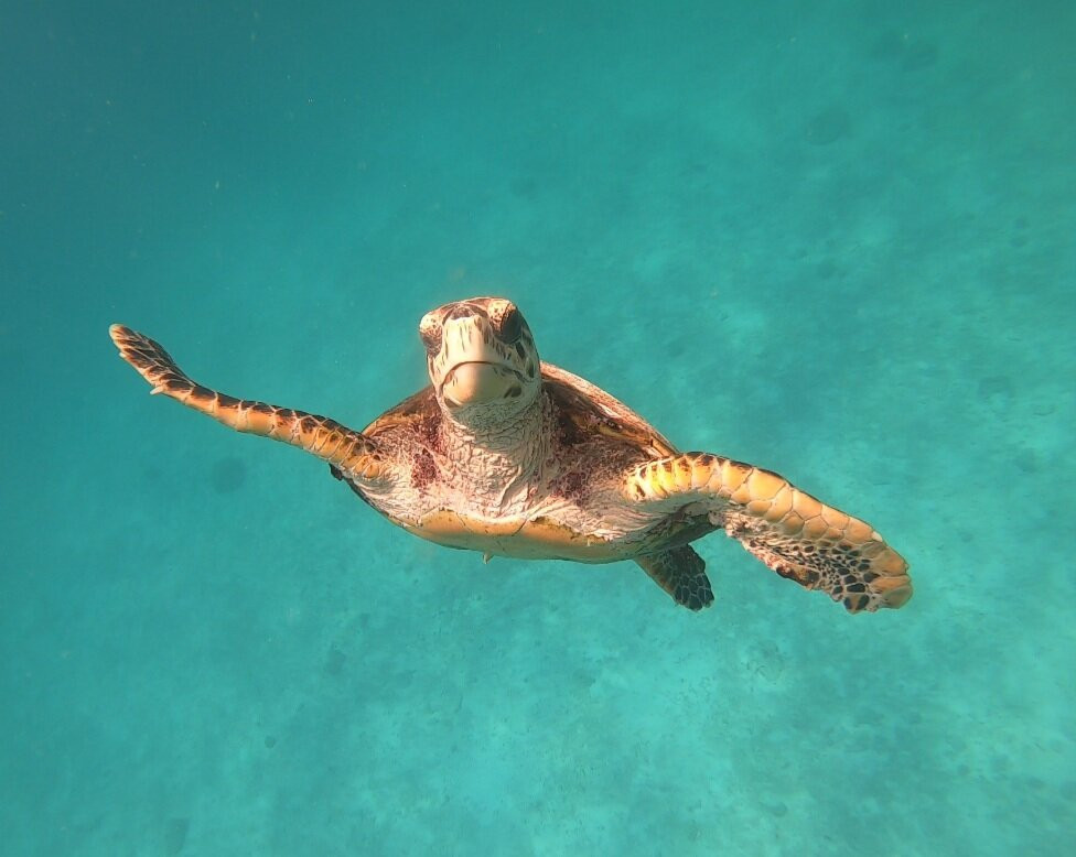 Nevis Ernesta La Digue Boat Excursions景点图片