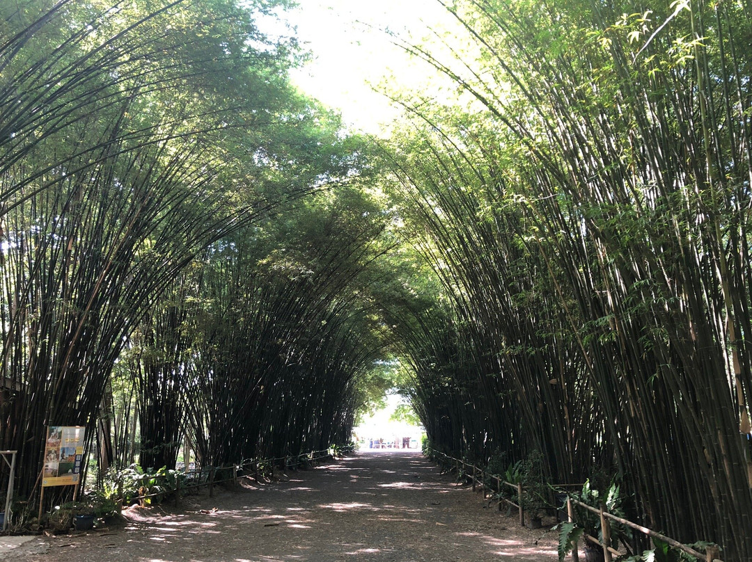 Bamboo Grove - Chulapornwararam Temple景点图片