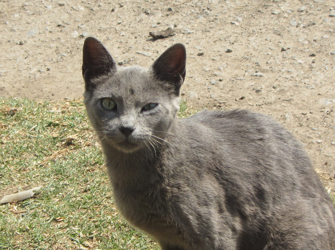 Ruinas de Choquequirao-Cachora必去景点