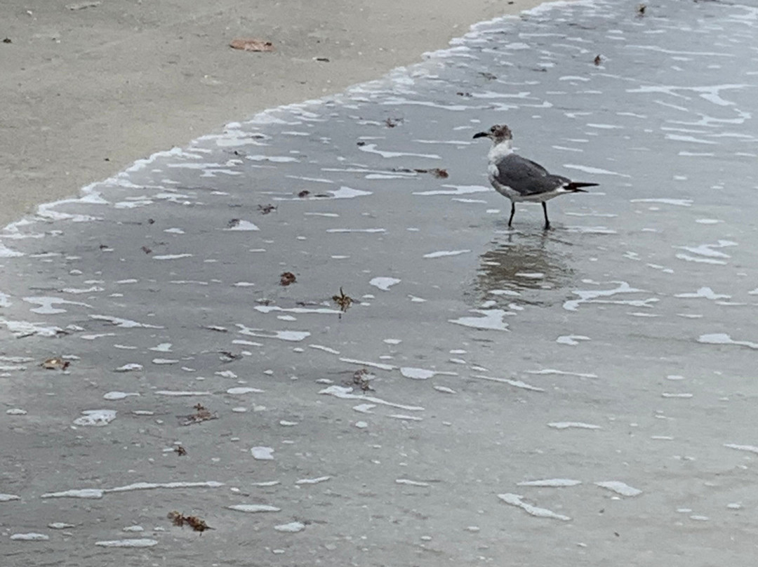 North Redington Beach景点图片