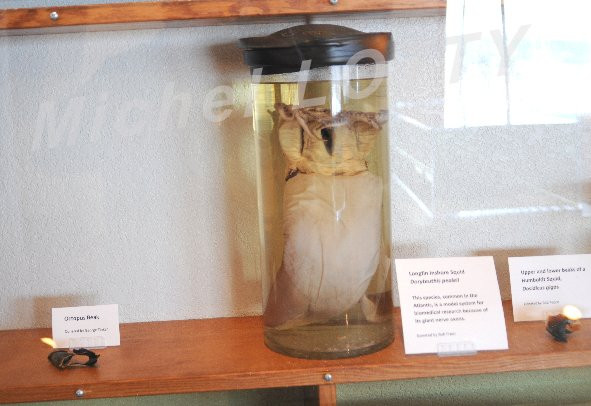 Charleston Marine Life Center-Charleston必去景点