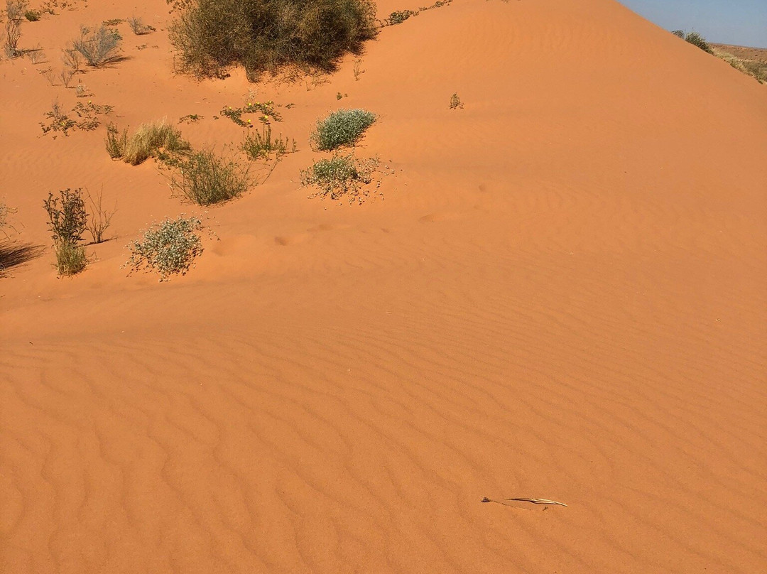 Big Red Sand Dune-Birdsville必去景点
