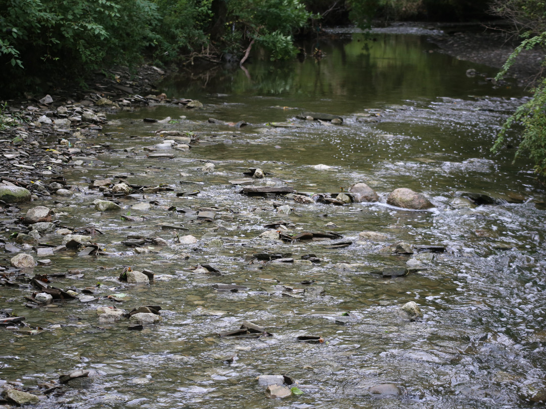 Rattray Marsh Conservation Area景点图片