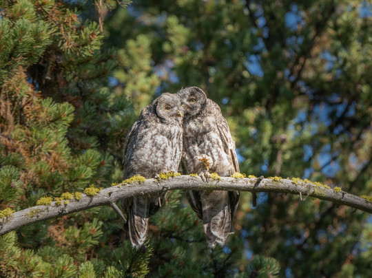 KAR Safaris-西黄石镇必去景点
