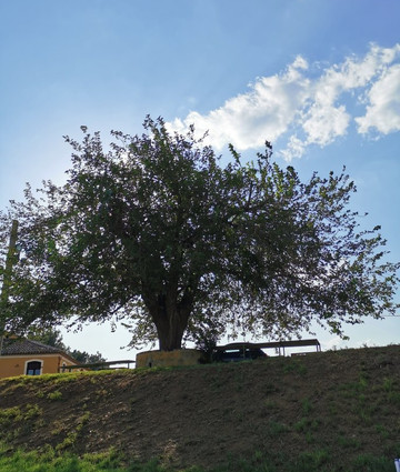 Agriturismo Equestre Passitti主图