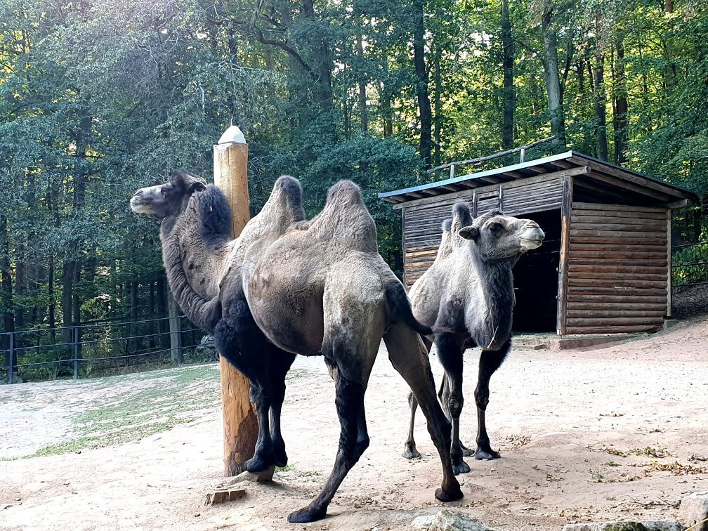 Zoo Kaiserslautern景点图片