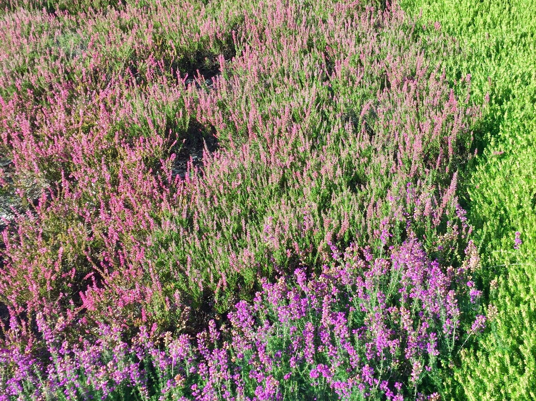 Heidegarten im Höepen-Schneverdingen必去景点