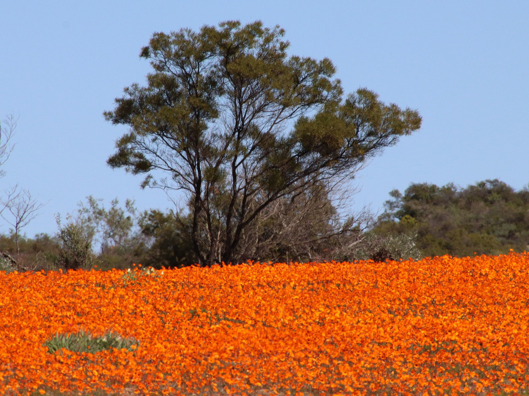 Namaqua National Park景点图片