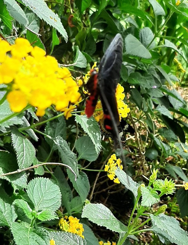 Collodi Butterfly House景点图片