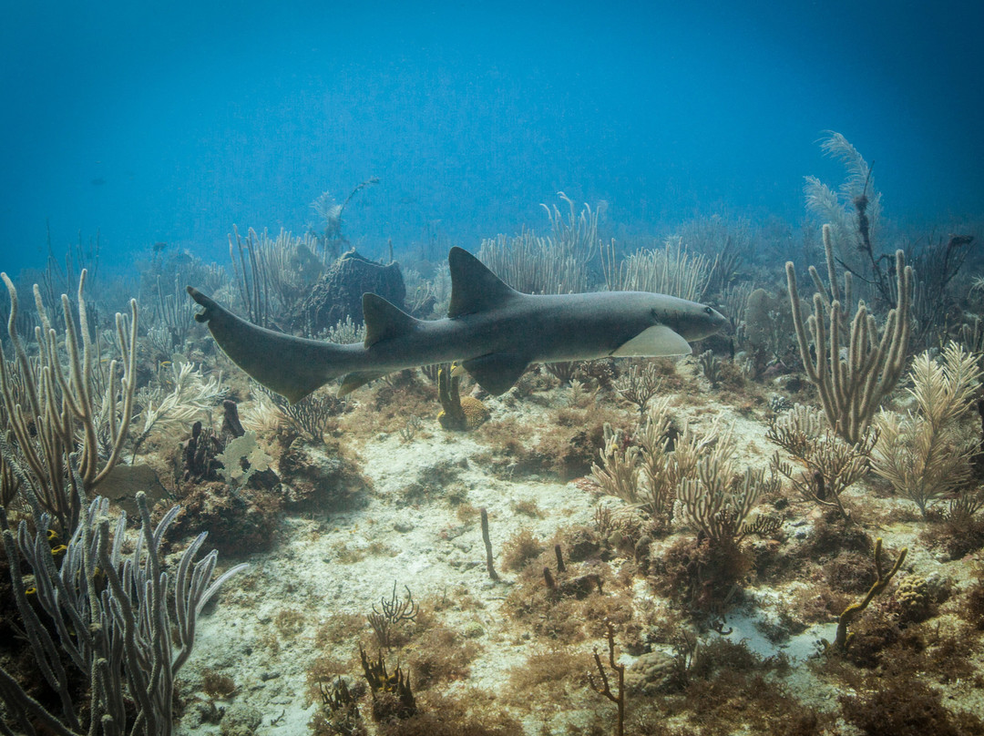 DiveCarib-英吉利海港必去景点