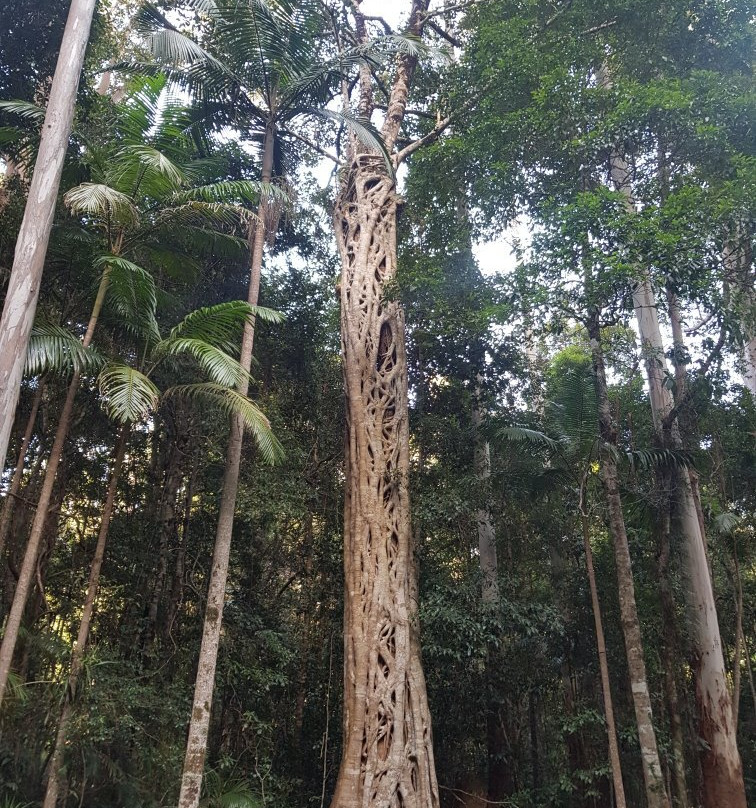 Ulidarra National Park景点图片
