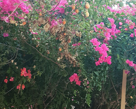 Kybele Hip Hotel主图