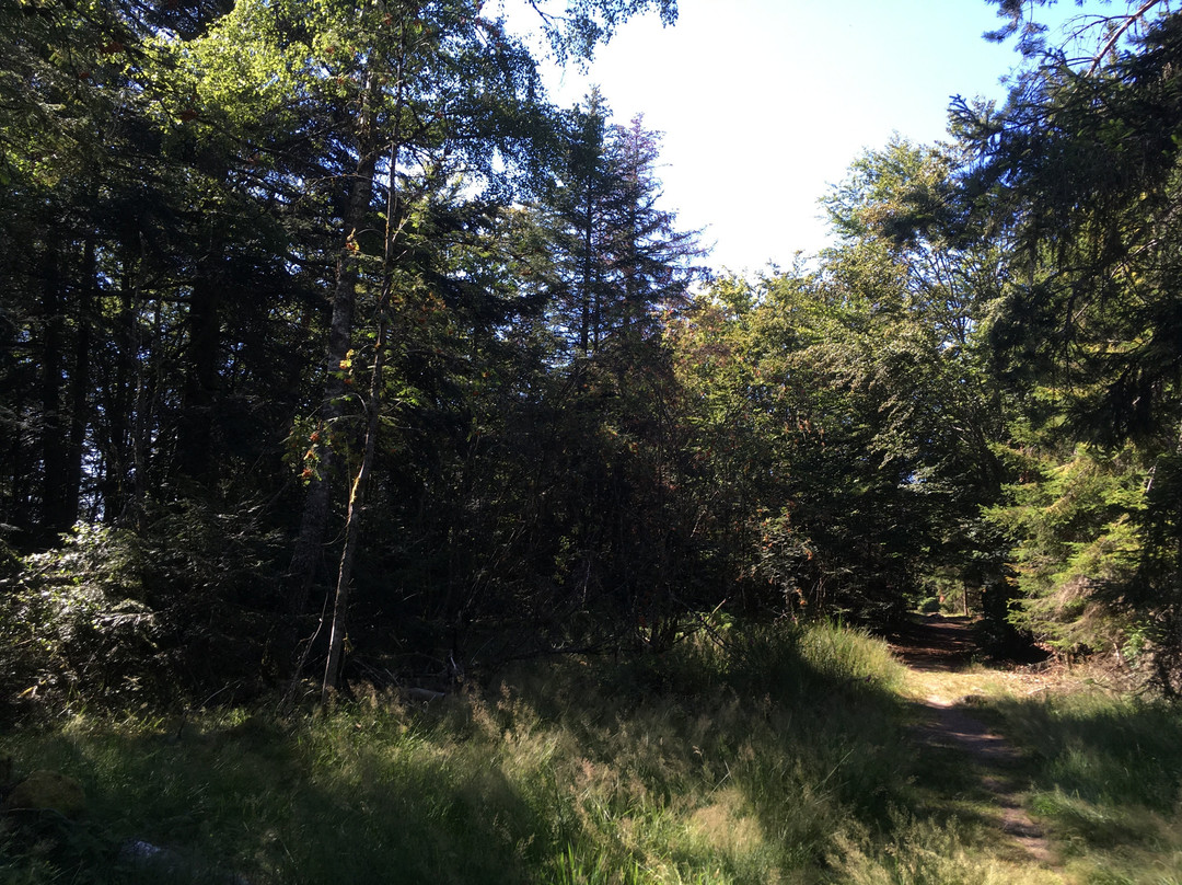 Camp celtique de la Bure-孚日圣迪耶必去景点