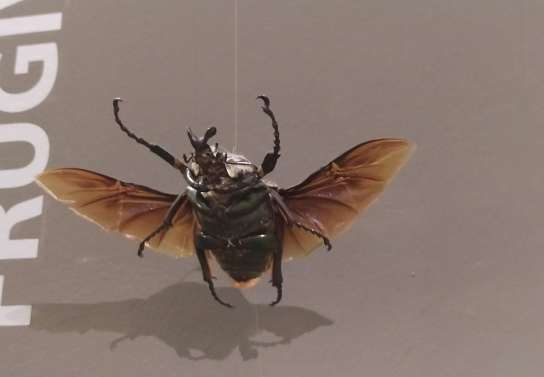 Museo Civico di Storia Naturale-的里雅斯特必去景点