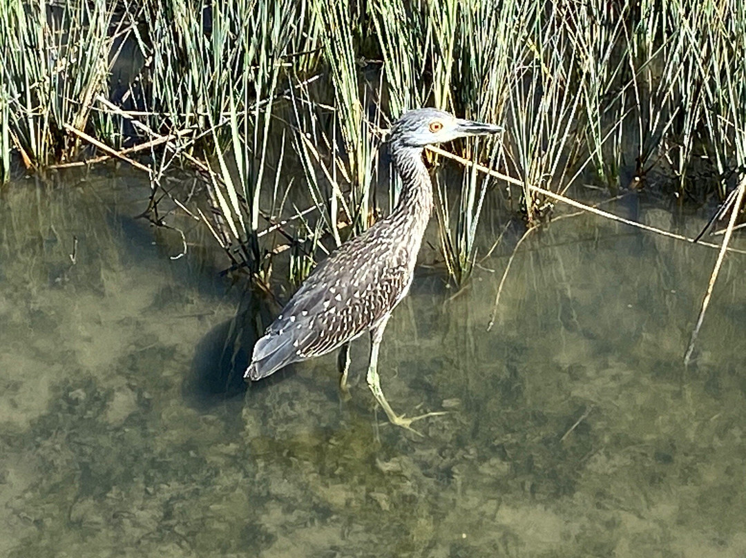 Historic Mitchelville Freedom Park-希尔顿头岛必去景点