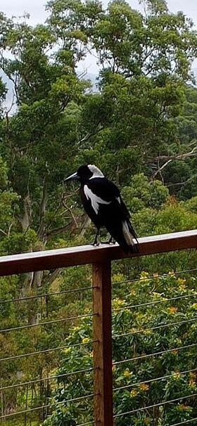 Blue Summit Cottages主图