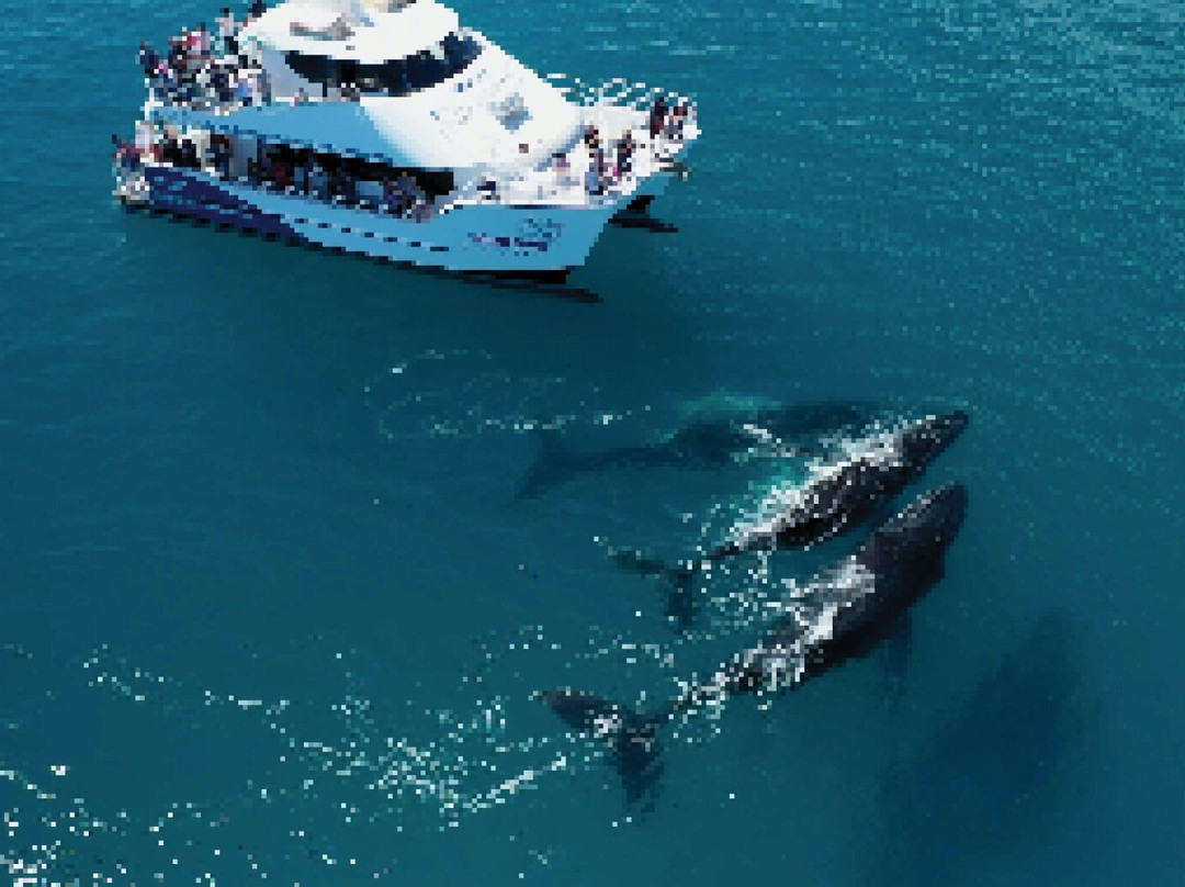 WhaleWatcher.com.au景点图片
