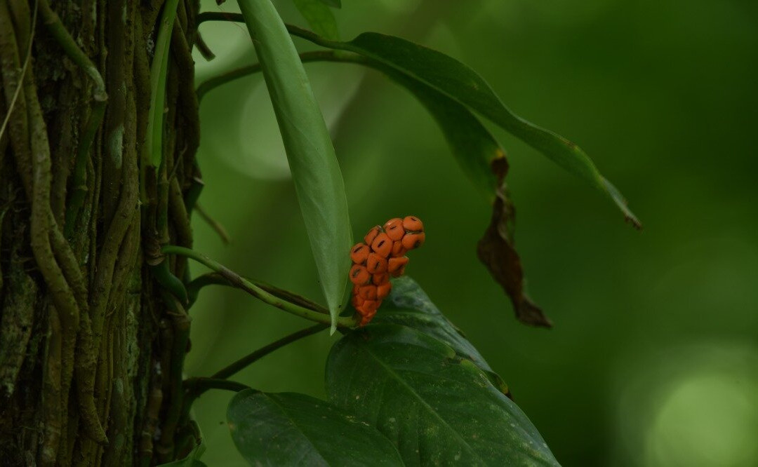 Avifauna Tours-西班牙港必去景点