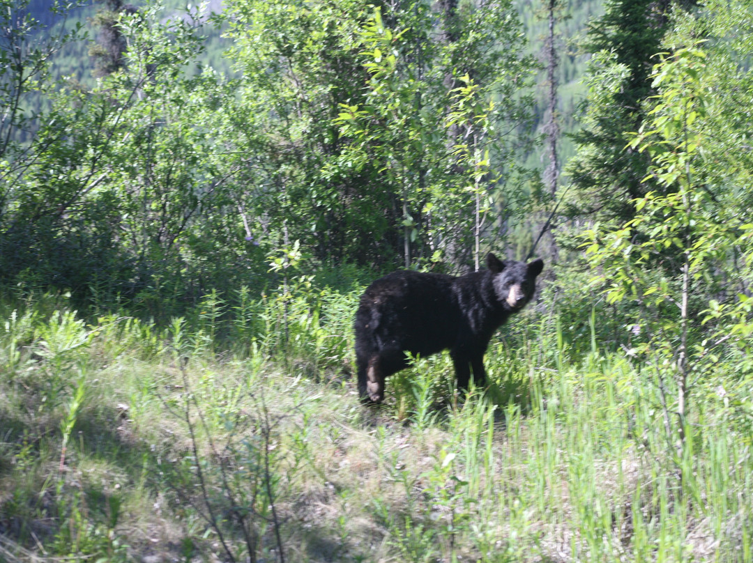 Kennicott Shuttle-Copper Center必去景点
