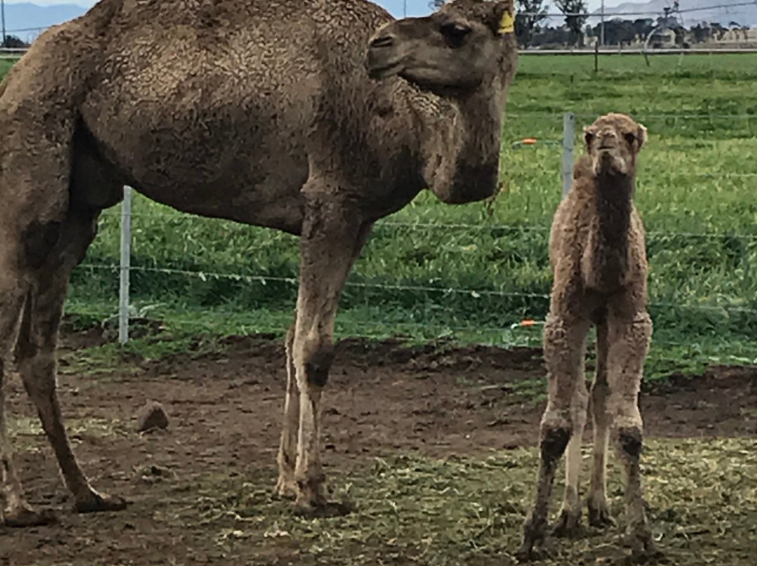 Camel Milk NSW-Muswellbrook必去景点
