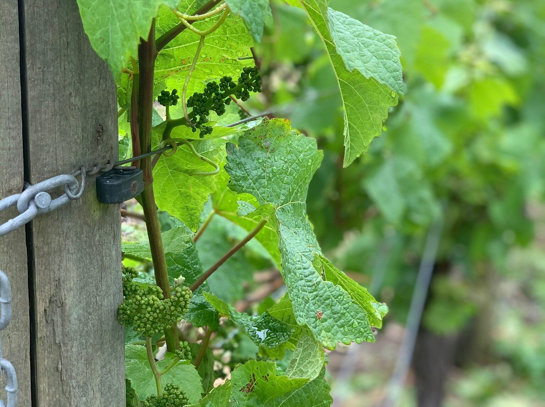 Garry Oaks Estate Winery景点图片
