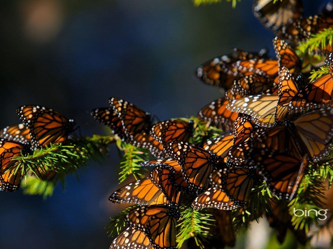 Tonalli tours-Toluca Municipality必去景点