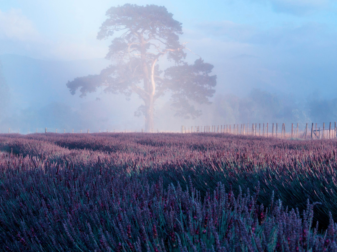 Lavender Abbey景点图片