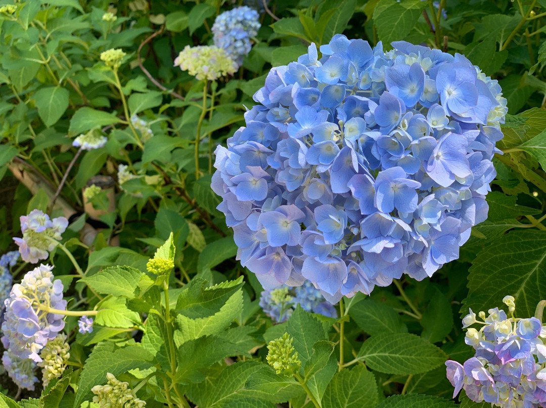 Bihoku Hillside Park-庄原市必去景点
