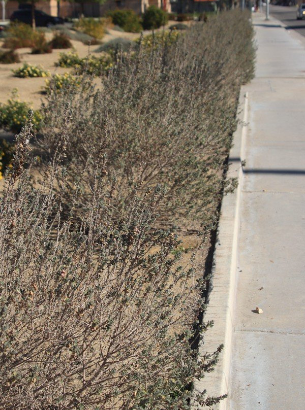 Miles Ave Park Coachella-印第奥必去景点