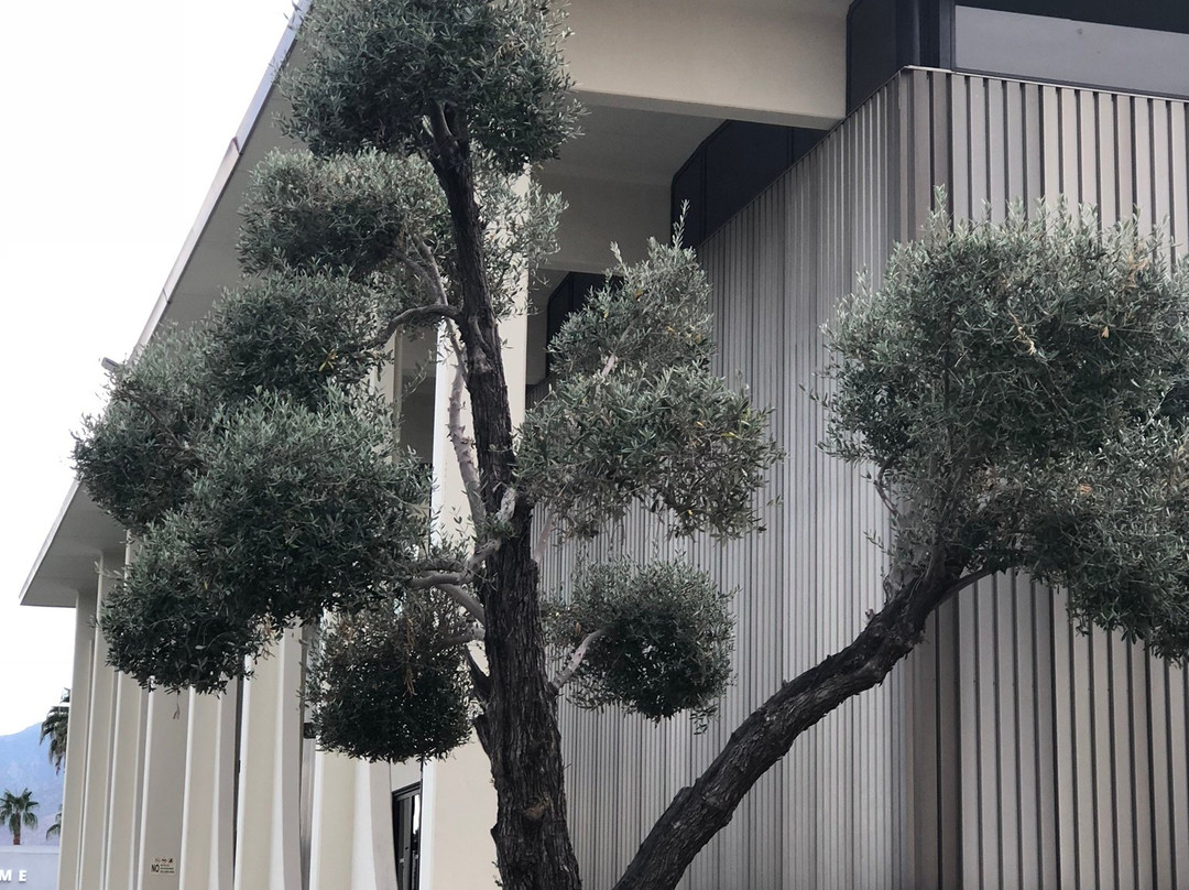 棕榈峡谷大道-棕榈泉市必去景点