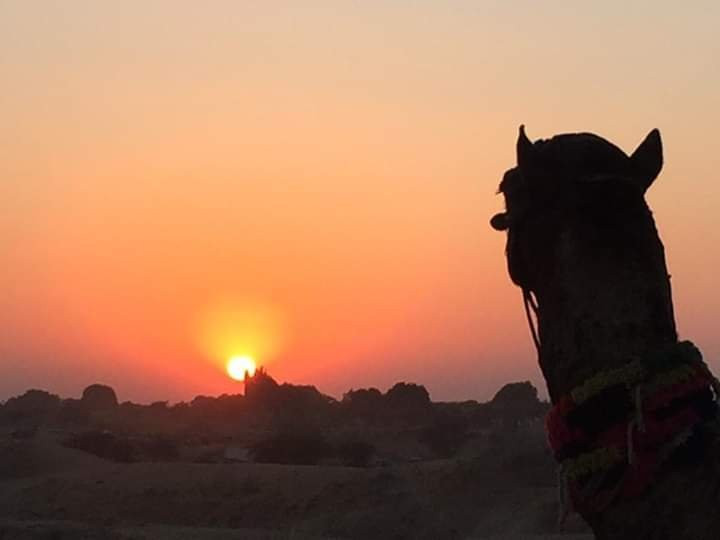 Panwar Camel & Jeep Safari景点图片