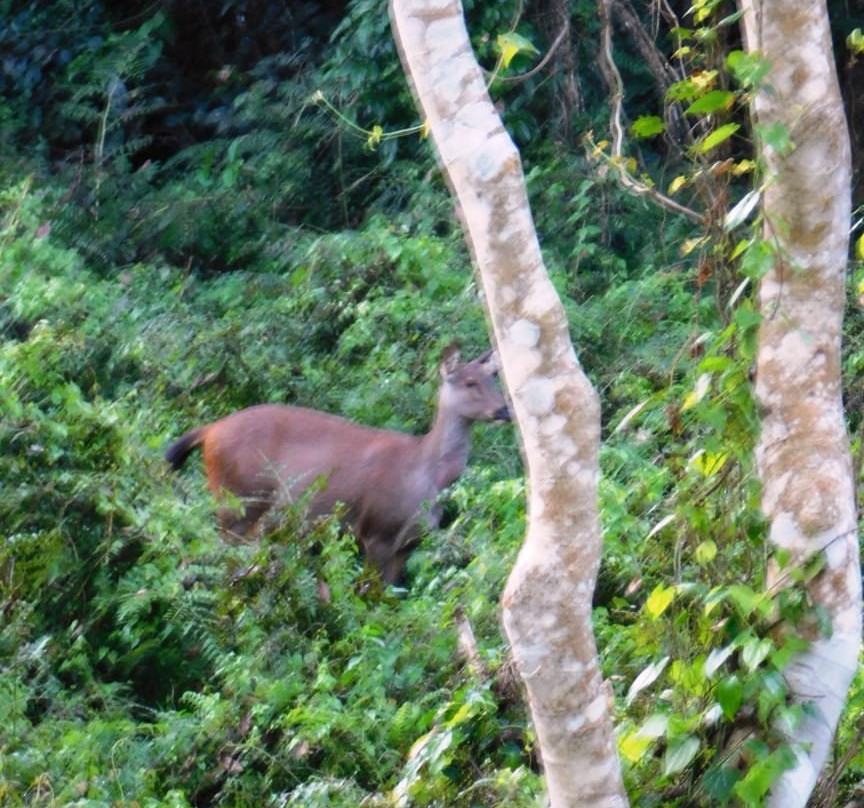 Jaldapara National Park景点图片