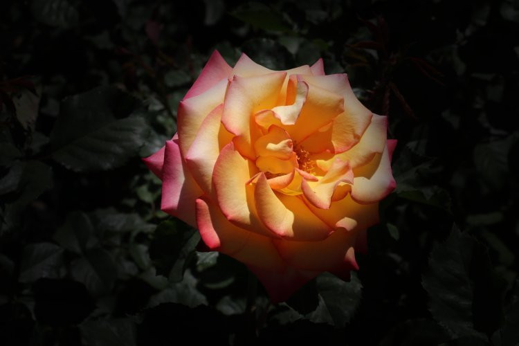 McKinley Park-沙加缅度必去景点