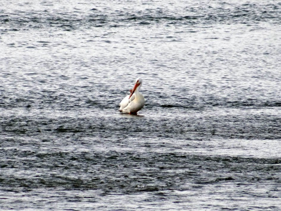 Strathcona Island Park-梅迪辛哈特必去景点
