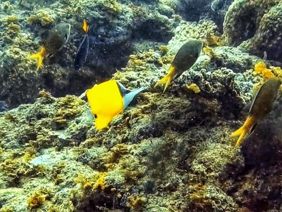 Mermaid Island Diving景点图片