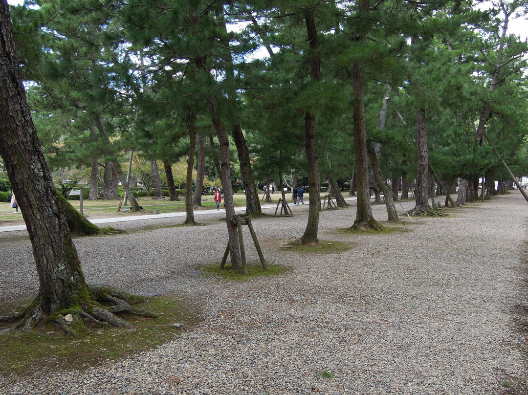 Pine Entrance Path
